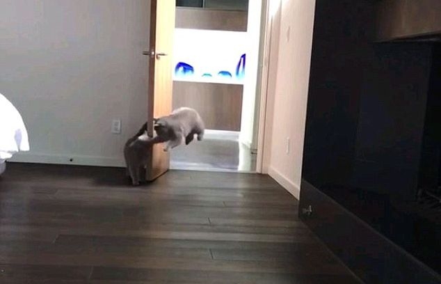 Уникално ВИДЕО! Палаво коте плаши друго, скрило се зад врата
