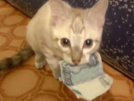 Палаво котенце захапа парите на татко си и не ги пуска (УНИКАЛНО ВИДЕО)