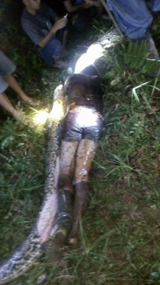 Ужасна смърт! ВИДЕО (18+) показа как вадят тяло на мъж от стомаха на чудовищен питон (СНИМКИ)