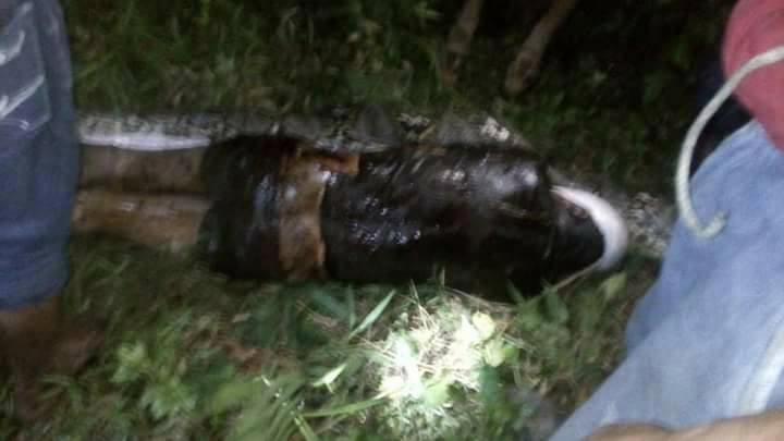 Ужасна смърт! ВИДЕО (18+) показа как вадят тяло на мъж от стомаха на чудовищен питон (СНИМКИ)