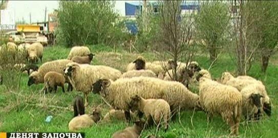 Репортаж: Защо агнешкото в Гюргево е два пъти по-евтино отколкото в Русе