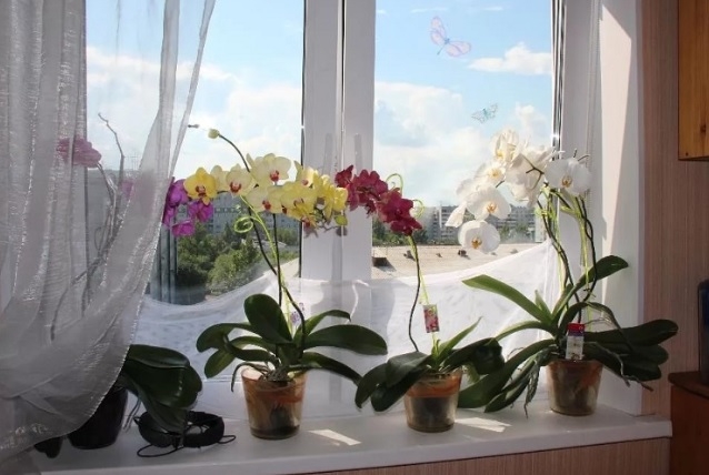 Чудо! Ето кое растение лекува коварен рак