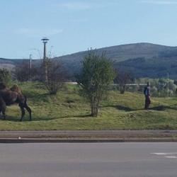 Перничани онемяха от това, което видяха край ръгби игрището (СНИМКИ)