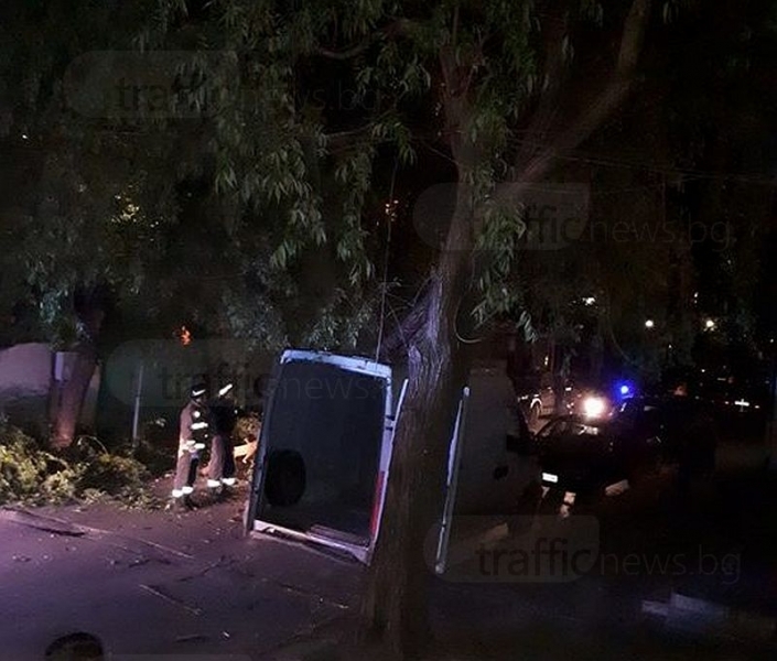 Огромна върба се строполи в Пловдив, като по чудо няма жертви (СНИМКИ)