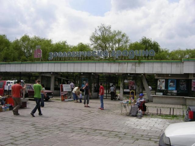Лъвовете в столицата пазят талия с диета в неделя, 100 кила пържоли на ден изчезват в зоопарка