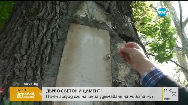 „Пълен абсурд”! Бетонирано дърво потресе софиянци (ВИДЕО)
