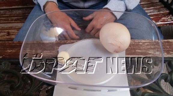 Кокошка зарадва стопанина си с гигантско яйце (СНИМКИ)