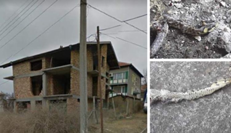Напаст в Аксаково! Хората са на нокти, страхуват се за живота на децата си! (СНИМКИ)