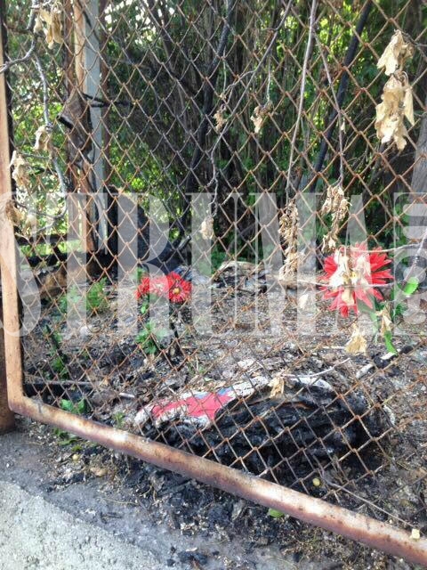 Трогателен некролог в памет на болно същество, убито по брутален начин, разплака Благоевград (СНИМКИ)