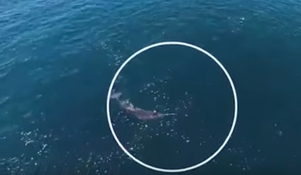 Уникално ВИДЕО разкрива тайната на „морския еднорог” (ВИДЕО)