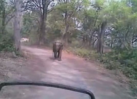Дивотия: Туристи изпаднаха в ужас, след като ги подгони слон (ВИДЕО)
