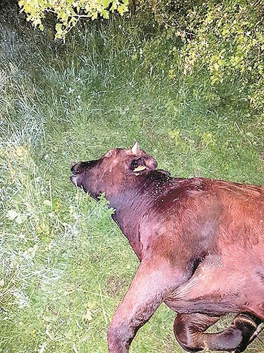 Анадолски вълци вършеят край Малко Търново (СНИМКИ 18+)