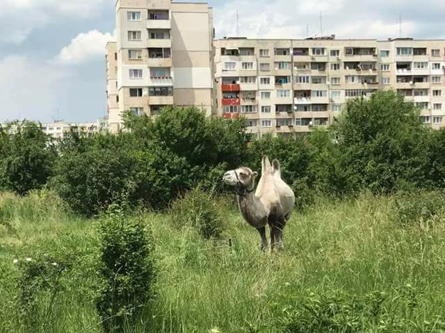 София замяза тотално на Близкия изток! Столичани останаха безмълвни от тази гледка (СНИМКА)