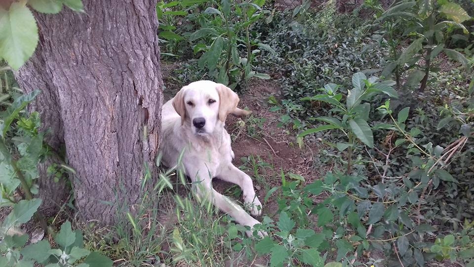 Оставиха куче на произвола на съдбата в село Труд, нуждае се от помощ (СНИМКИ)