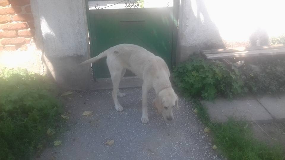 Оставиха куче на произвола на съдбата в село Труд, нуждае се от помощ (СНИМКИ)