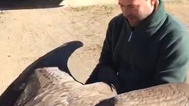 Голям кондор се появи след години, за да благодари на мъжа, който го спасил от гибел (СНИМКИ/ВИДЕО)