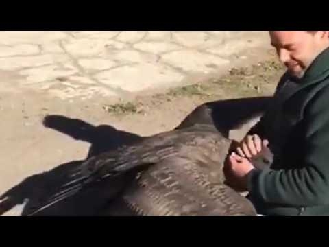 Голям кондор се появи след години, за да благодари на мъжа, който го спасил от гибел (СНИМКИ/ВИДЕО)