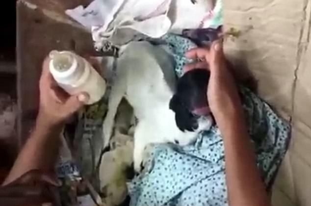 Фермер се закле да се грижи за козленце без очи и с човешки устни, въпреки призивите да убие „злото животно” (СНИМКИ/ВИДЕО)