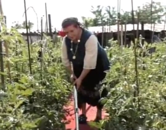 Стопанка от с.Труд придаде светски блясък на зеленчуковата си градина с... червен килим (ВИДЕО)