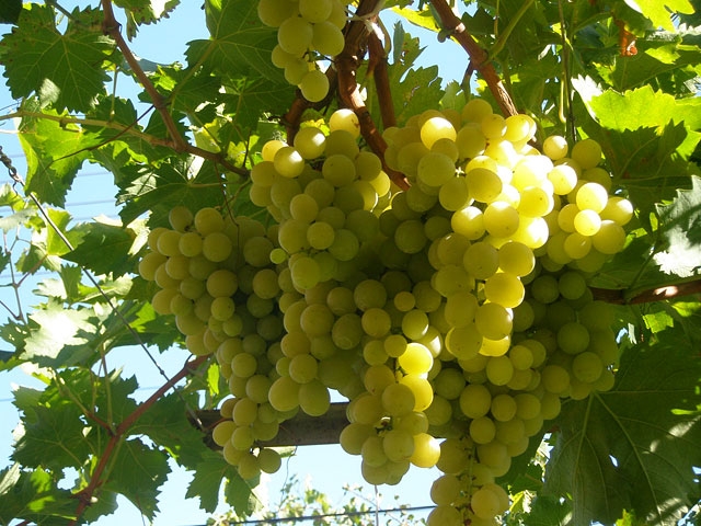 Американските учени разкриха тайната на най-полезния продукт за профилактика на рака