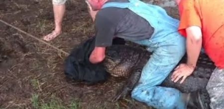 Вижте как смелчага хвана алигатор с ласо (ВИДЕО)