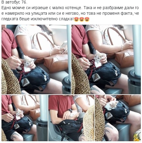 Само в БЛИЦ! Младеж си играеше с малко коте в столичен автобус, а всички...(СНИМКИ)