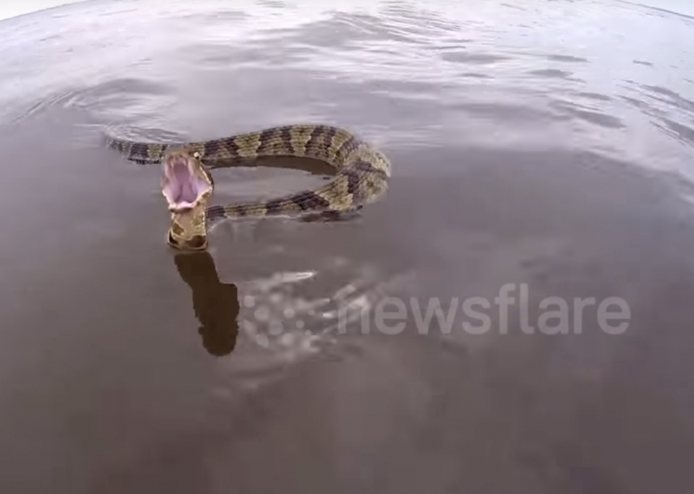 Водна змия тръгна да преследва лодка (ВИДЕО)