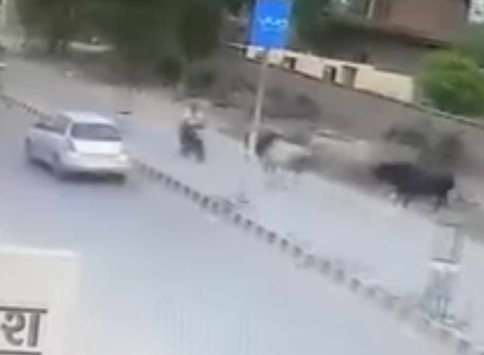 Бик се изнерви и се нахвърли на мотоциклетист (ВИДЕО)