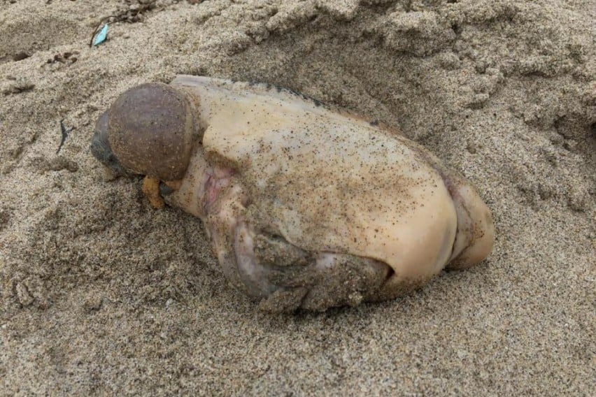 Морето изхвърли чудовище без очи и уста (СНИМКИ)