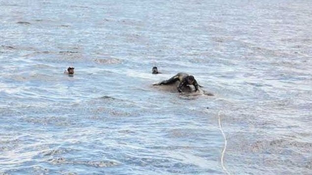 12 часа спасяваха слон, озовал се в открито море (СНИМКИ/ВИДЕО)