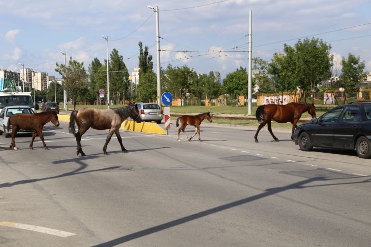 Фоторепортаж на БЛИЦ! Какво се случва при бежанските общежития в "Овча купел"?!