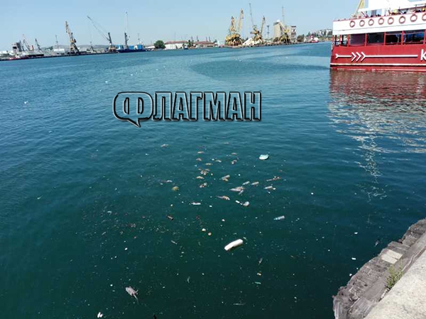 Като в хорър! Мъртви плъхове изплуваха в морето край Морската гара в Бургас (СНИМКИ 18+)