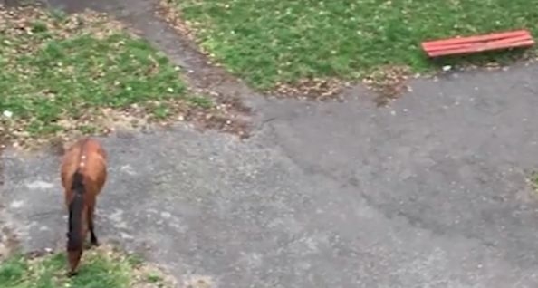Пълно безумие! На детска площадка в европейската столица София всеки ден освен хлапета има и...