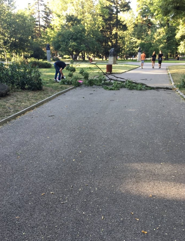 Дърво едва не уби жена в Борисовата градина, а ето какво обясниха от Столична община (ВИДЕО)