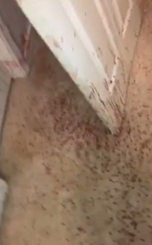Семейство се прибра в къщата си и там ги очакваше неочаквана и смразяваща гледка (СНИМКИ/ВИДЕО)
