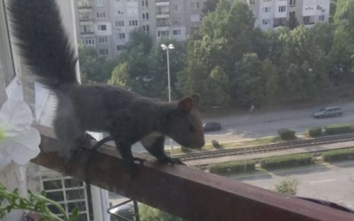 Катерица алпинист в София взриви фейсбук (СНИМКА)
