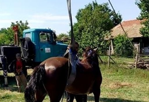 Уникална спасителна операция в Търговищко! Извадиха кон от тесен и дълбок...