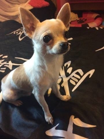Да помогнем на пловдивско чихуахуа да открие стопаните си (СНИМКИ)