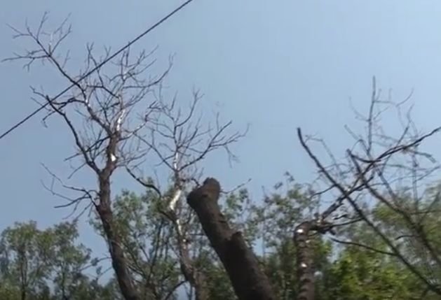 Само в БЛИЦ! Опасни дървета застрашават живота на стотици столичани (ВИДЕО)