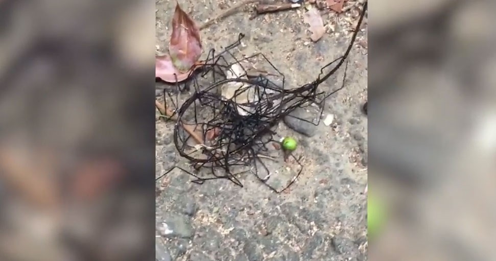 Неизвестно същество вся ужас в жителите на Тайван (ВИДЕО)