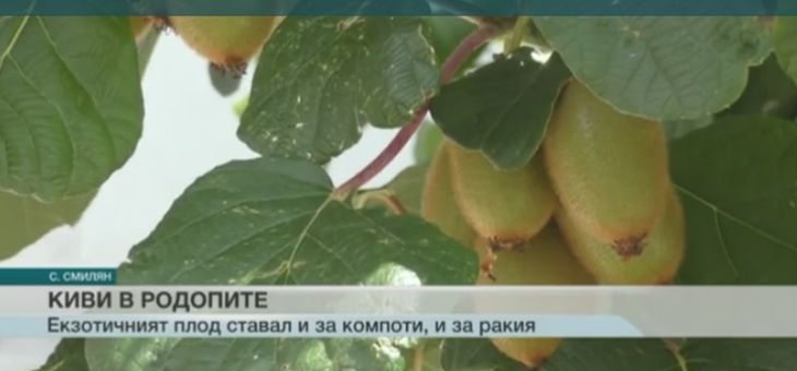 Не е за вярване! 81-годишна жена отглежда успешно киви в Родопите (ВИДЕО)