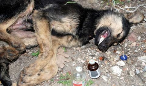 Важно за пловдивчани: НЕ водете кучетата си на това място за нищо на света! 