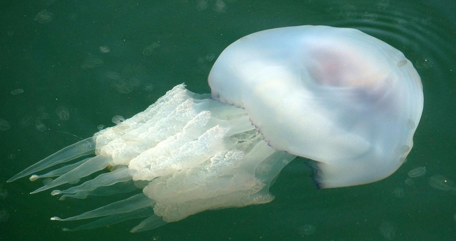 Морето ни пълно с медузи, какво предвещава това?
