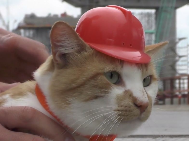 Котарак стана главен майстор на строежа на Кримския мост (ВИДЕО)