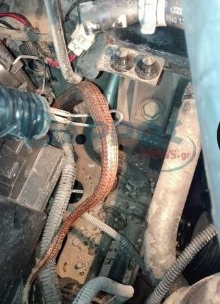 Автомонтьори повдигнаха капака на повредена кола и останаха втрещени от гледката, която се разкри пред очите им (СНИМКИ)
