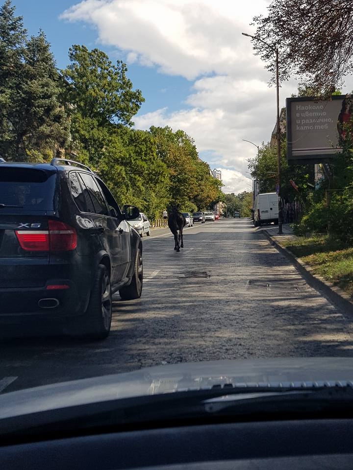 Европейска столица?! Коне препускат по голям софийски булевард (СНИМКИ)