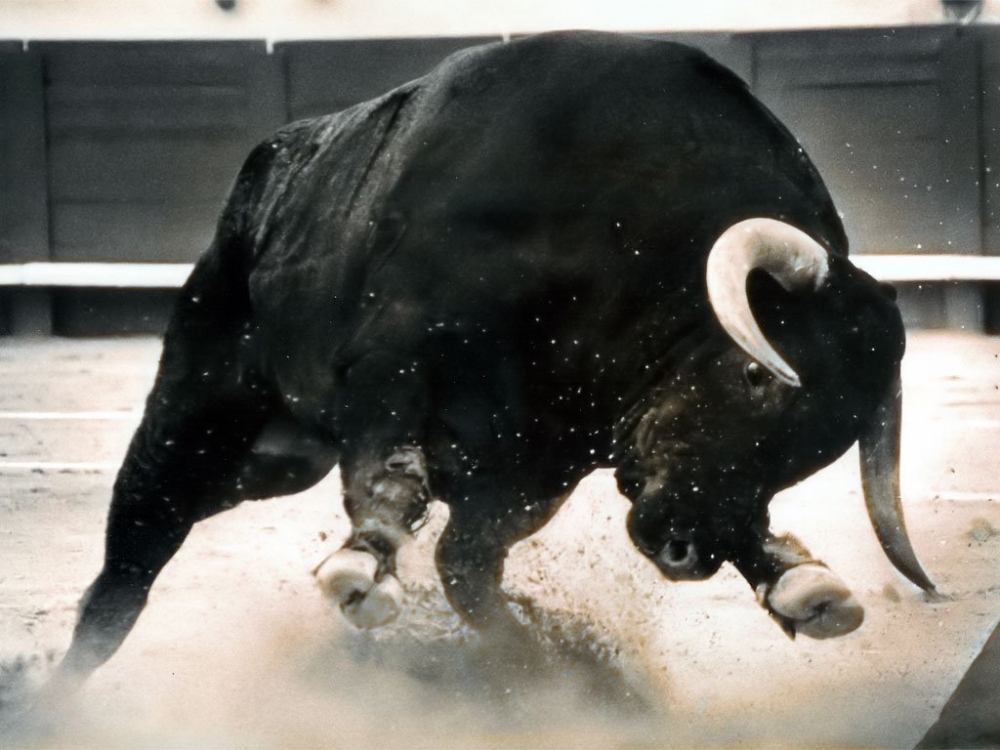 Бик побесня и потроши овчар край Острово