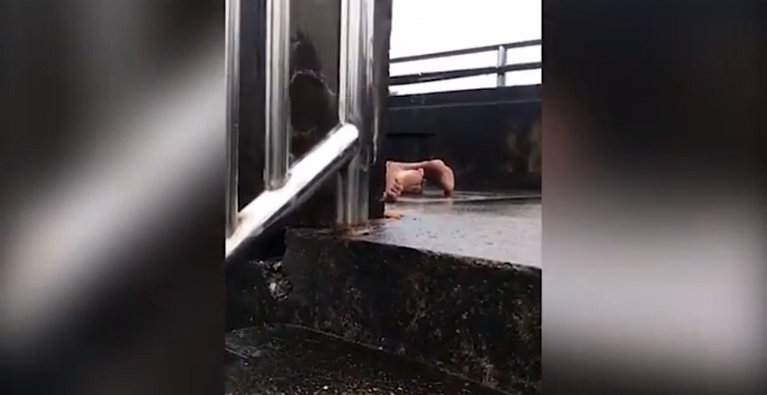 Страстна двойка се впусна в сексуални ласки на мост посред бял ден, блокираха движението (СНИМКИ/ВИДЕО 18+)