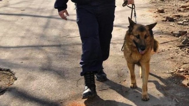 Дива гонка на крадец през гората край Панагюрище, включиха дронове и кучета 