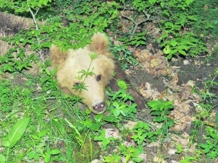 Мече-пътешественик навъртя 600 километра из Джендема 